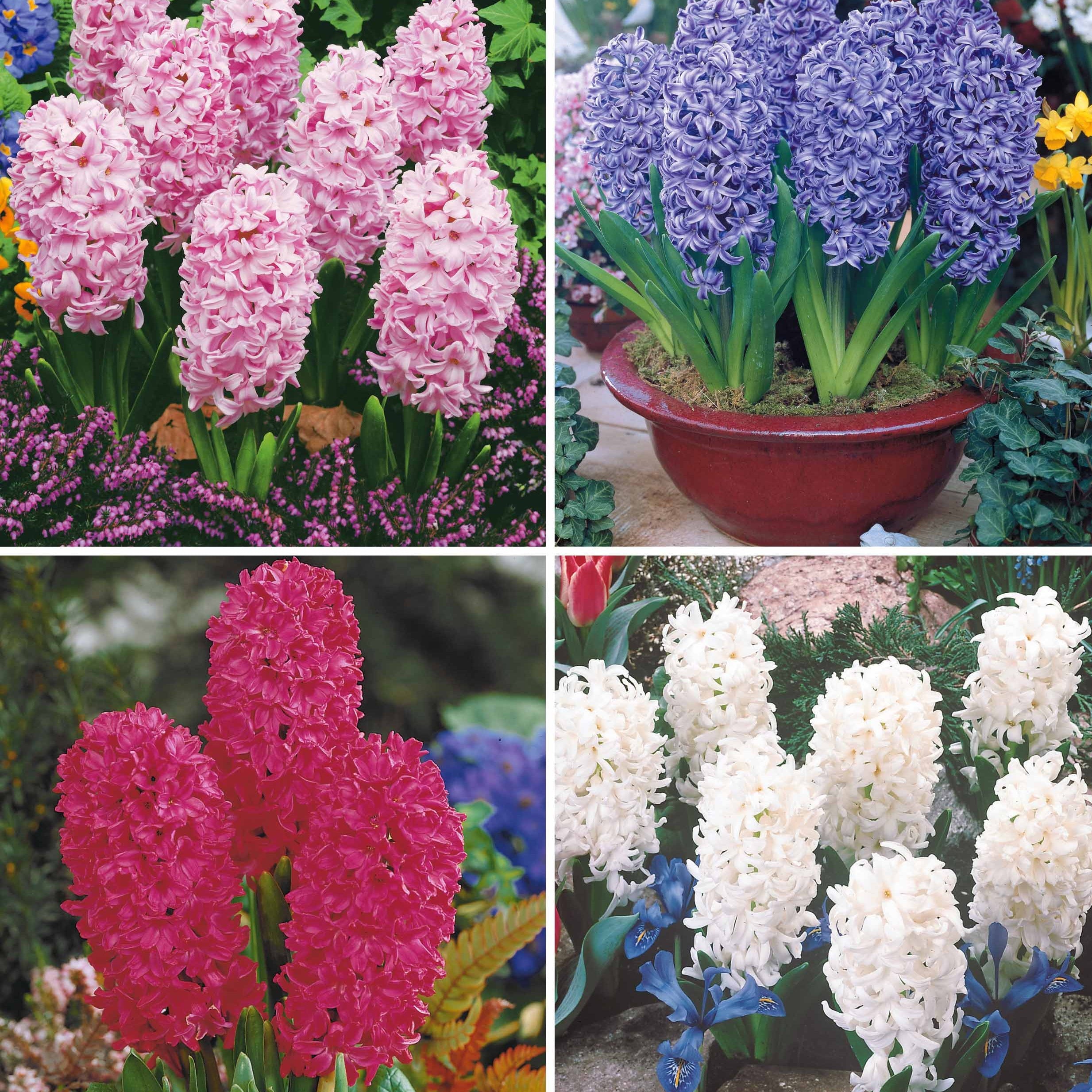 Bulbes De Jacinthes Blue Jacket - 15 Bulbes Gros Calibre - Parfumées, Vivaces, Rustiques - Pour Jardin, Pot, Balcon - Couleurs Variées