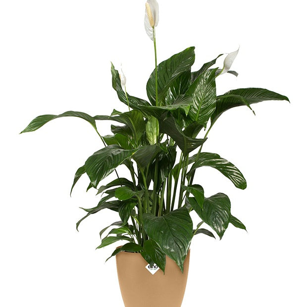 Elho Cache-pot Brussels rond brun cookie - - Willemse