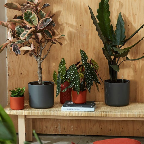 Elho Cache-pot B for soft rond anthracite - - Willemse