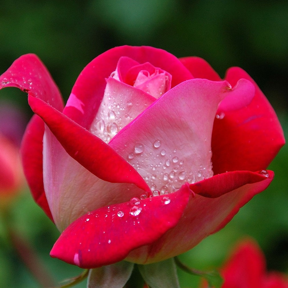 Rosier buisson Osiria - Rosa Osiria - Willemse