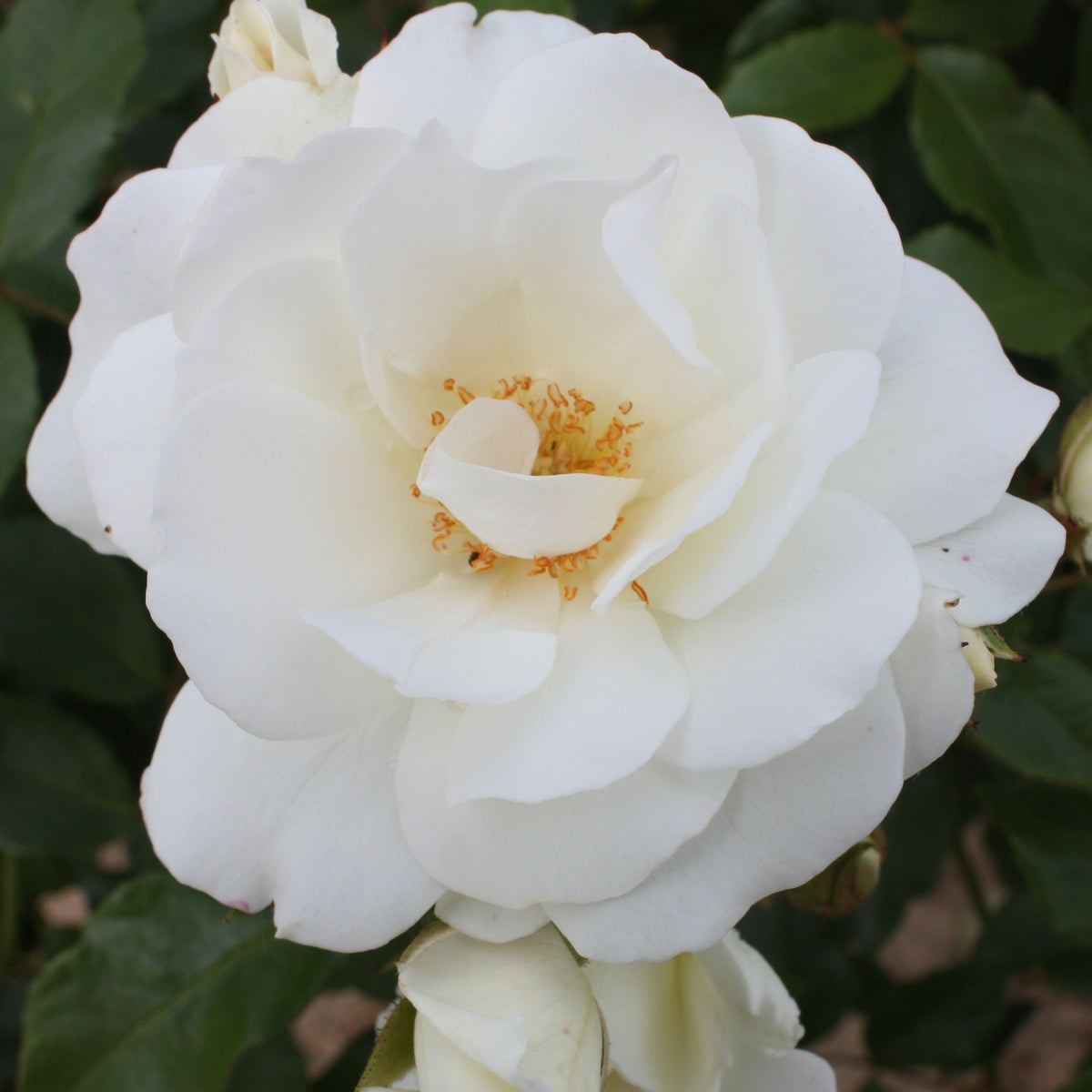 Rosier à massif Iceberg - Rosa iceberg - Willemse