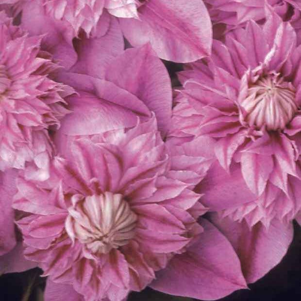 Clématite double Josephine - Clematis josephine - Willemse