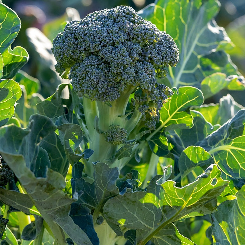 Chou brocoli Atlantis F1 - Brassica oleracea atlantis f1 - Potager