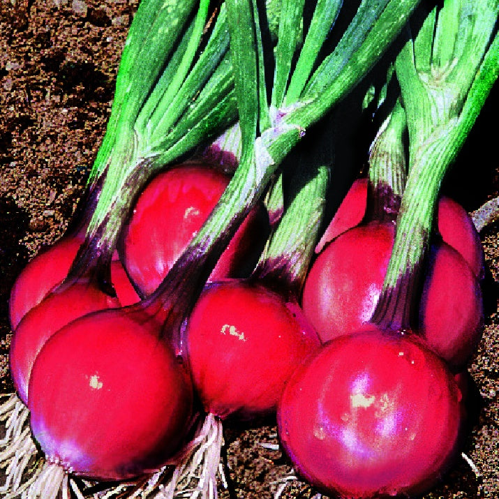 Oignon Rouge Apache - Allium cepa apache - Potager