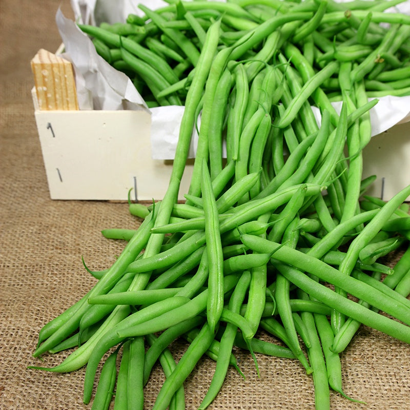 Haricot à rames Blue Lake white - Phaseolus vulgaris blue lake white - Potager