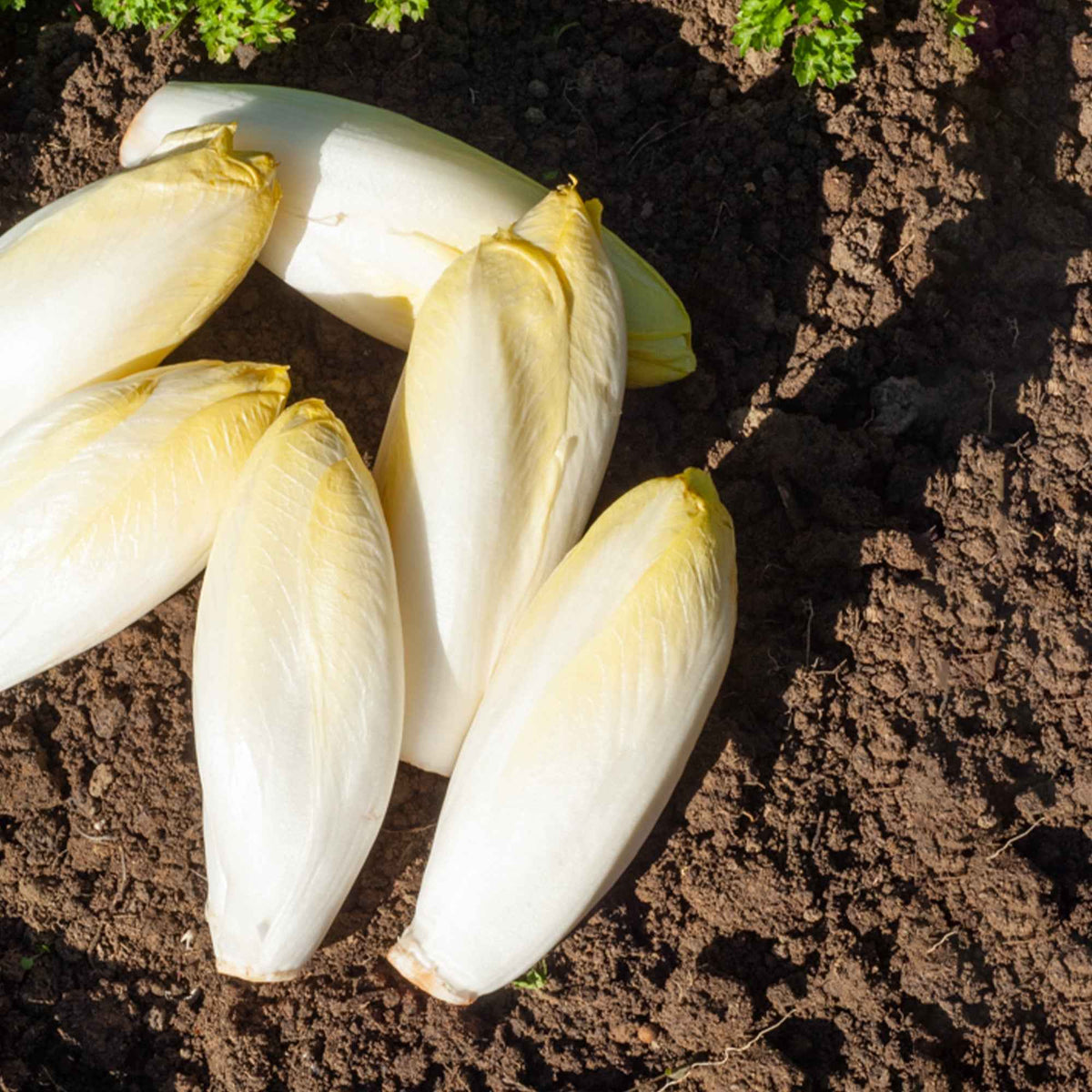 Chicorée Witloof Normale - Cichorium intybus witloof normale (sélection maraîchère) (60 g) - Willemse