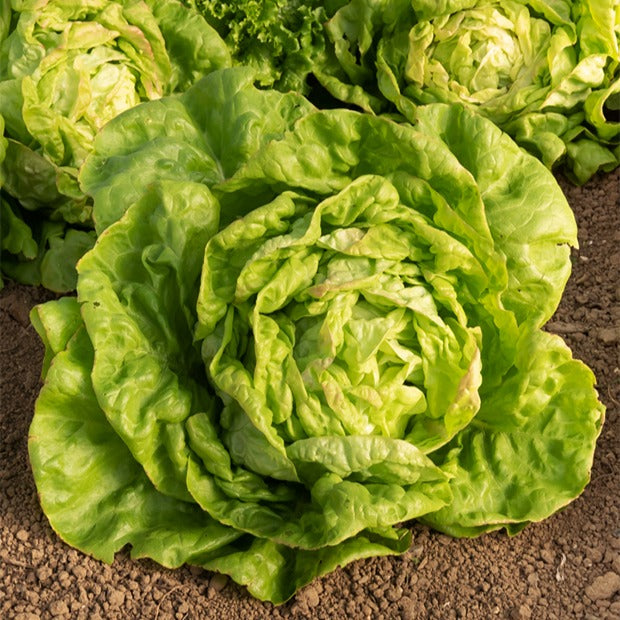 Collection de salades - Coll. 7 mois de salades (reine mai, lollo rossa, coeur plein, blond - Willemse