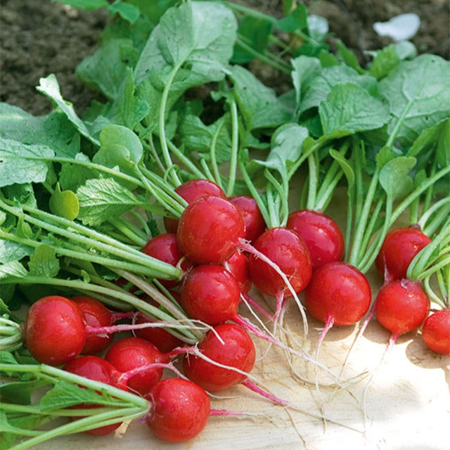 Radis Cerise - Raphanus sativus cerise - Graines de fruits et légumes