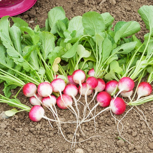 300 Graines De Radis Rond Violet - Légumes Ancien - Semences Paysannes Reproductibles - SemiSauvage - Foto 1