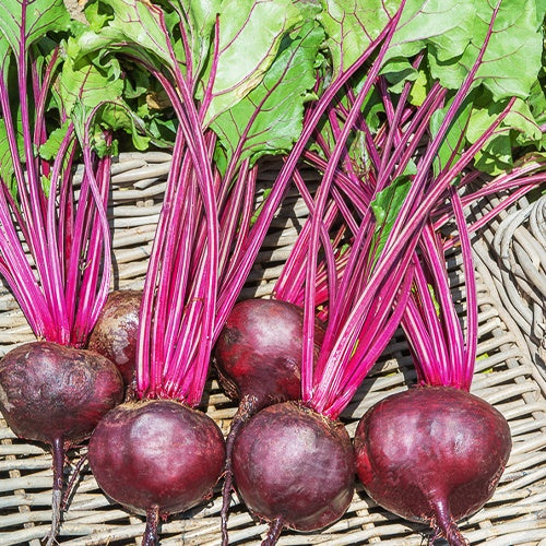 Betterave rouge De Détroit 2 - Beta vulgaris rouge de détroit 2 (globe) (6 g) - Potager