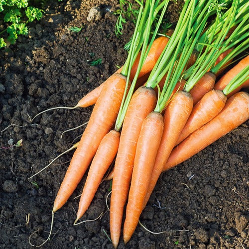 Carotte De Colmar à coeur rouge 2 - Daucus carota de colmar à coeur rouge 2 (5 g) - Potager