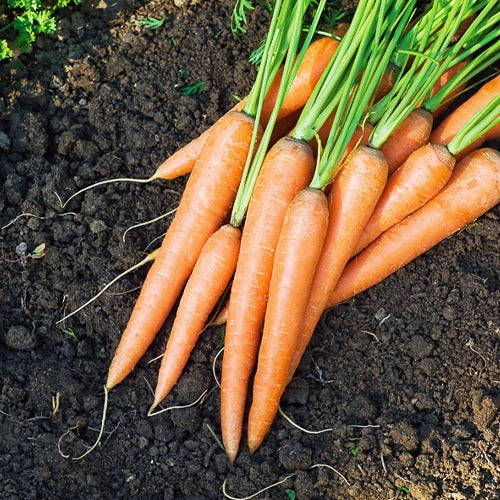 Collection de carottes : Nantaise, Carentan, Colmar - Collection de carottes: 40g Nantaise, 5gCarentan, 5 g Colmar - Willemse