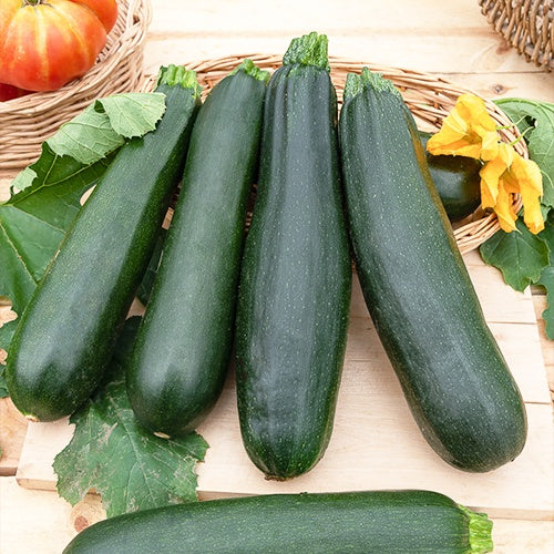 Courgette Black Beauty - Cucurbita pepo black beauty - Willemse