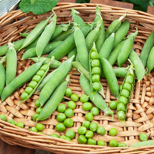 Pois rond nain Douce Provence - Pisum sativum douce provence - Graines de fruits et légumes