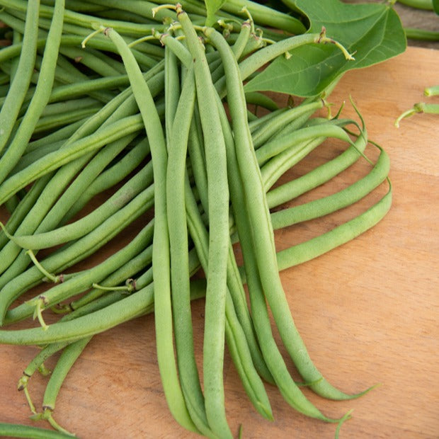 Haricot nain mangetout Braimar - Phaseolus vulgaris braimar - Graines de fruits et légumes