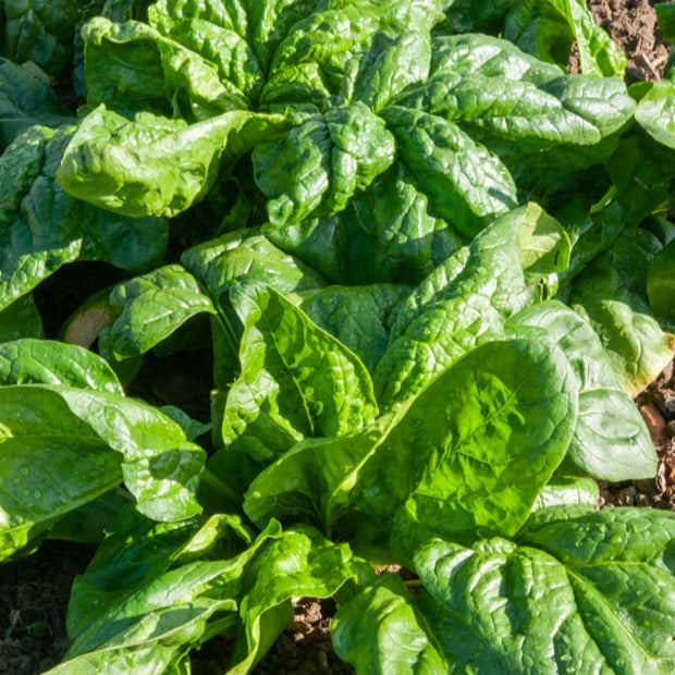 Epinard Monstrueux de Viroflay - Spinacia oleracea  monstrueux de viroflay - Graines de fruits et légumes