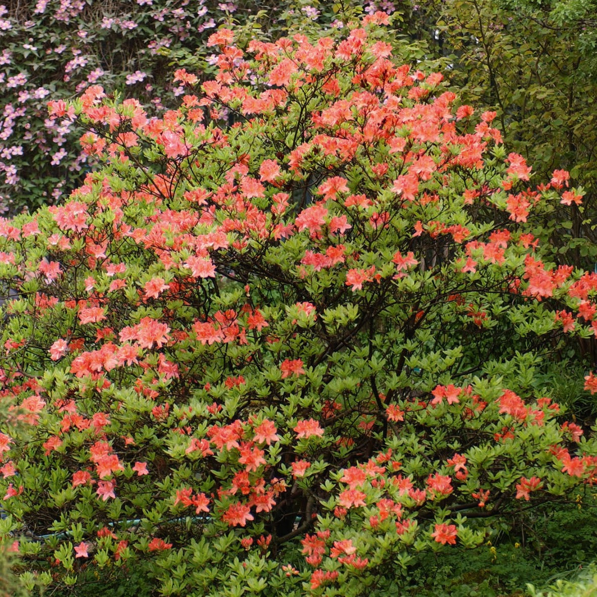 Azalée de Chine rouge orangée - Azalea mollis - Plantes