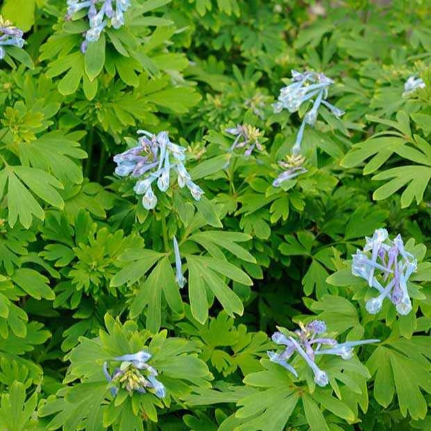 Corydalis Blue Line ® Couriblue - Corydalis x blue line ® ‘couriblue’ - Plantes