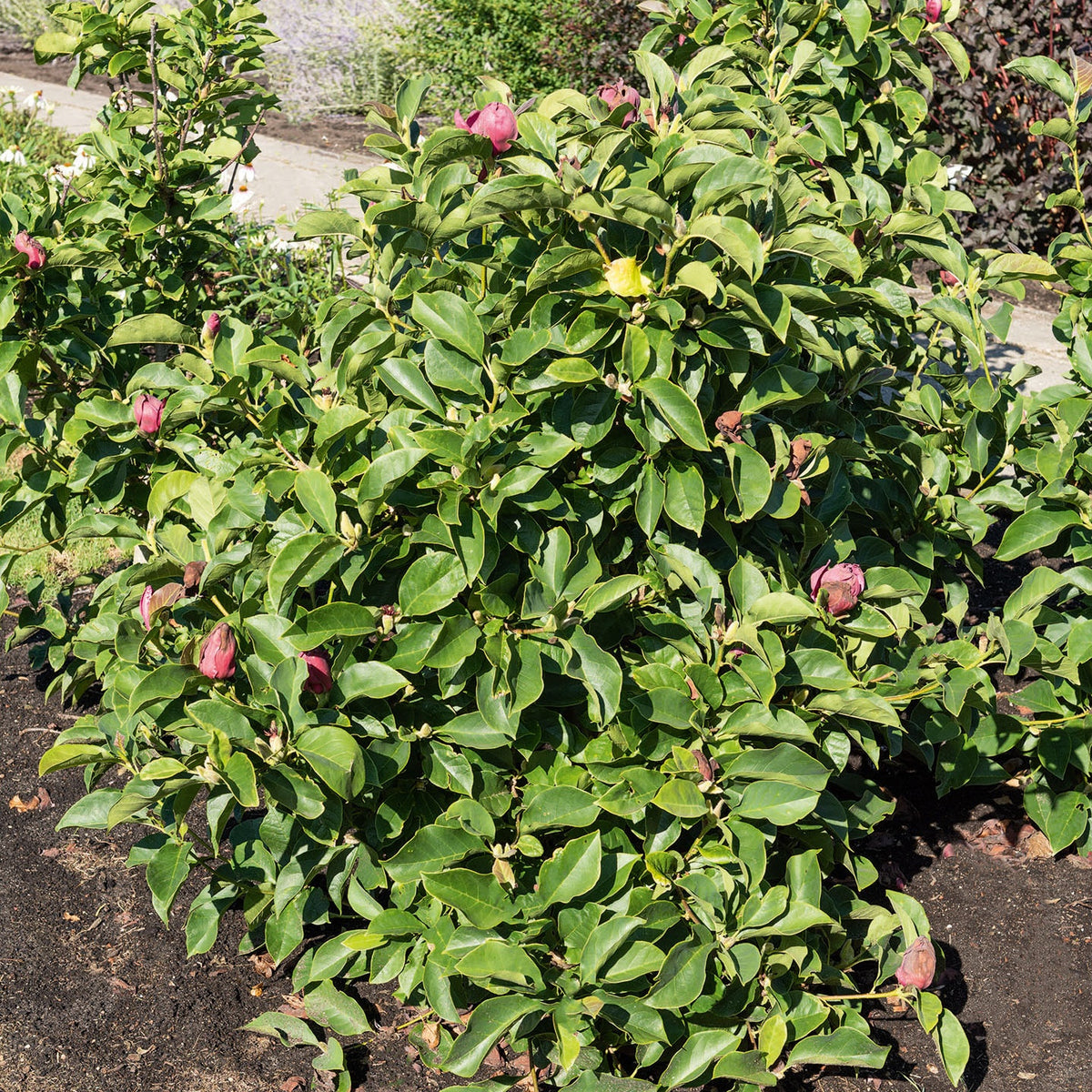 Magnolia Genie - Magnolia Genie - Plantes