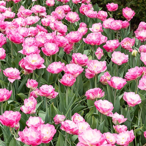 10 Tulipes à fleurs pivoine Pompon rose - Tulipa pink size - Bulbes à fleurs