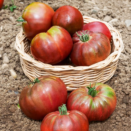 Tomate Noire de Crimée - Solanum lycopersicum noire de crimée - Potager