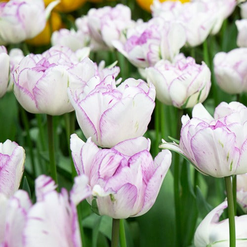 5 Tulipes à fleurs de pivoine Shirleydouble - Tulipa shirley double - Bulbes à fleurs