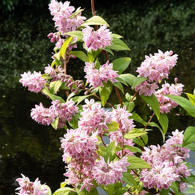 Deutzia Champ de fraise - Deutzia strawberry field - Arbustes