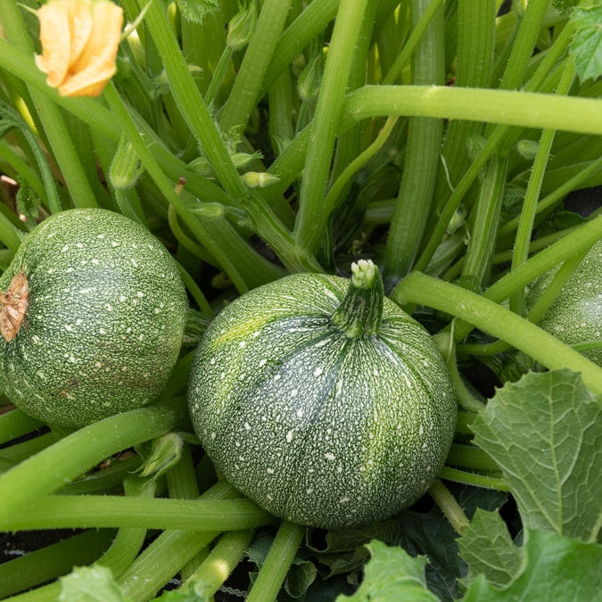 courgettes plante 3 Plants de Courgette Ronde de Nice, récoltes d'été
