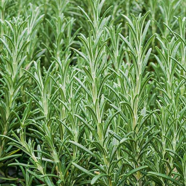 Plant de Romarin - Rosmarinus officinalis - Willemse