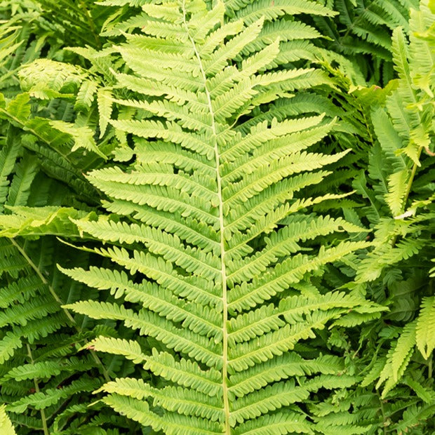 2 Fougères Plume d'autruche - Matteucia struthiopteris