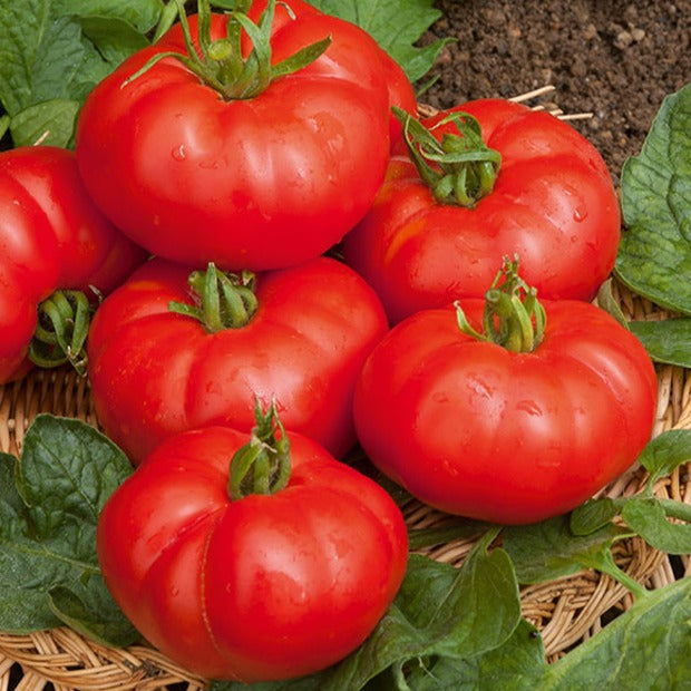 Tomate à très gros fruits Marmande - Solanum lycopersicum marmande - Graines de fruits et légumes