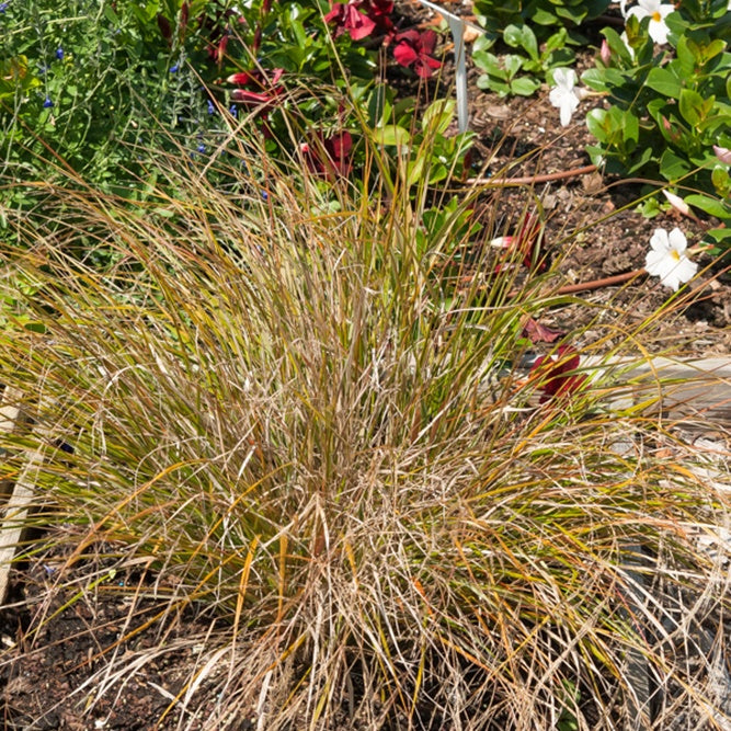 Stipa arundinacea - Stipa arundinacea - Willemse
