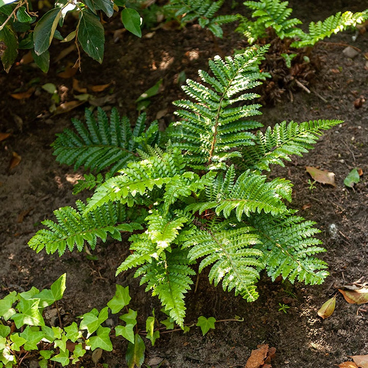 Aspidie du Japon Pattes d'ours - Fougère - Polystichum polyblepharum - Fougères