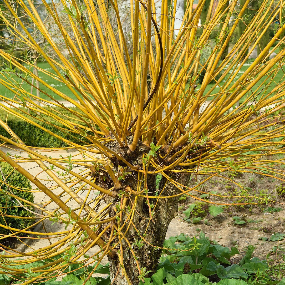 Saule des vanniers - Salix viminalis - Arbres