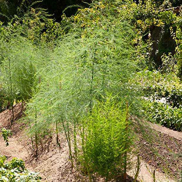 10 Asperges Voltaire - Asparagus officinalis voltaire - Plants potagers