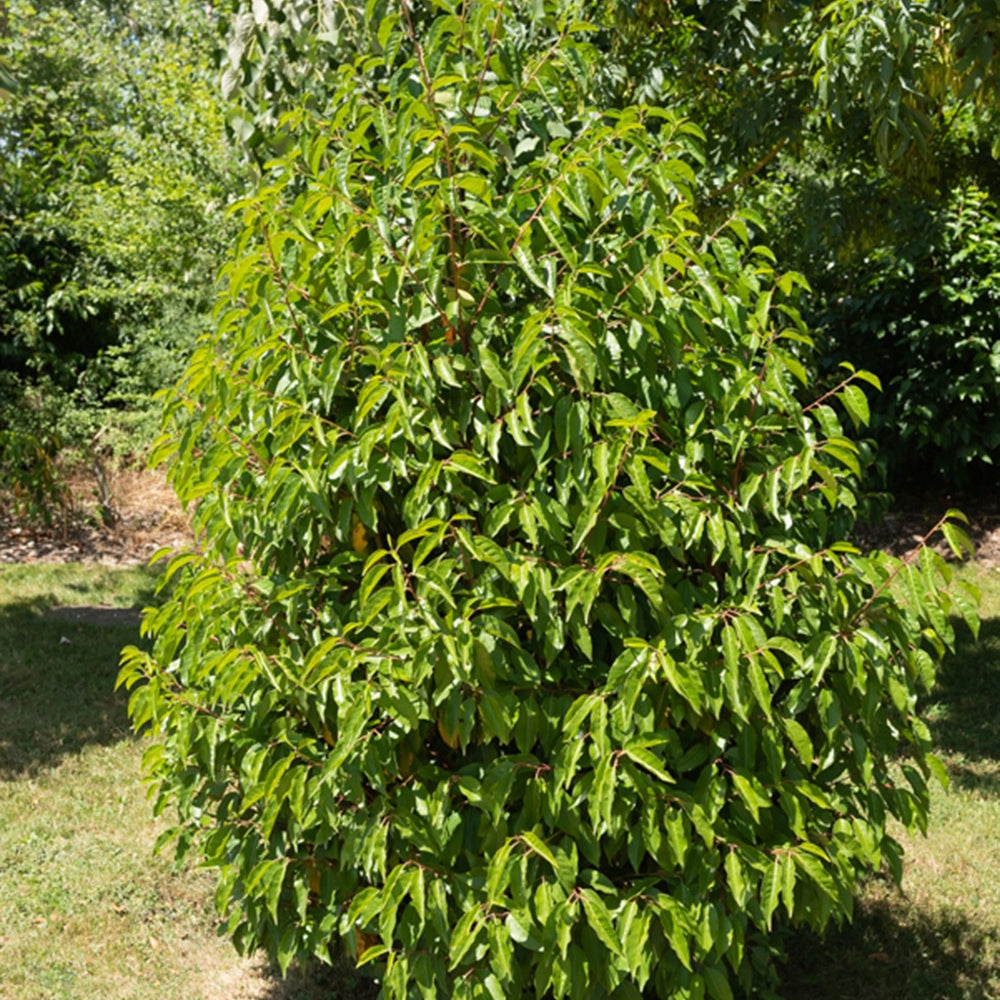 Laurier du Portugal - Prunus lusitanica - Arbustes