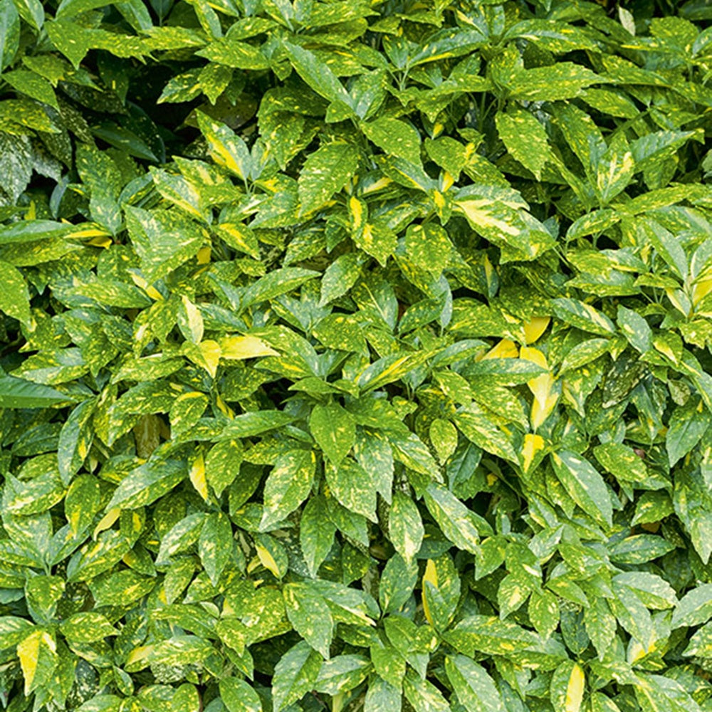 Aucuba du Japon Variegata - Aucuba japonica variegata - Willemse