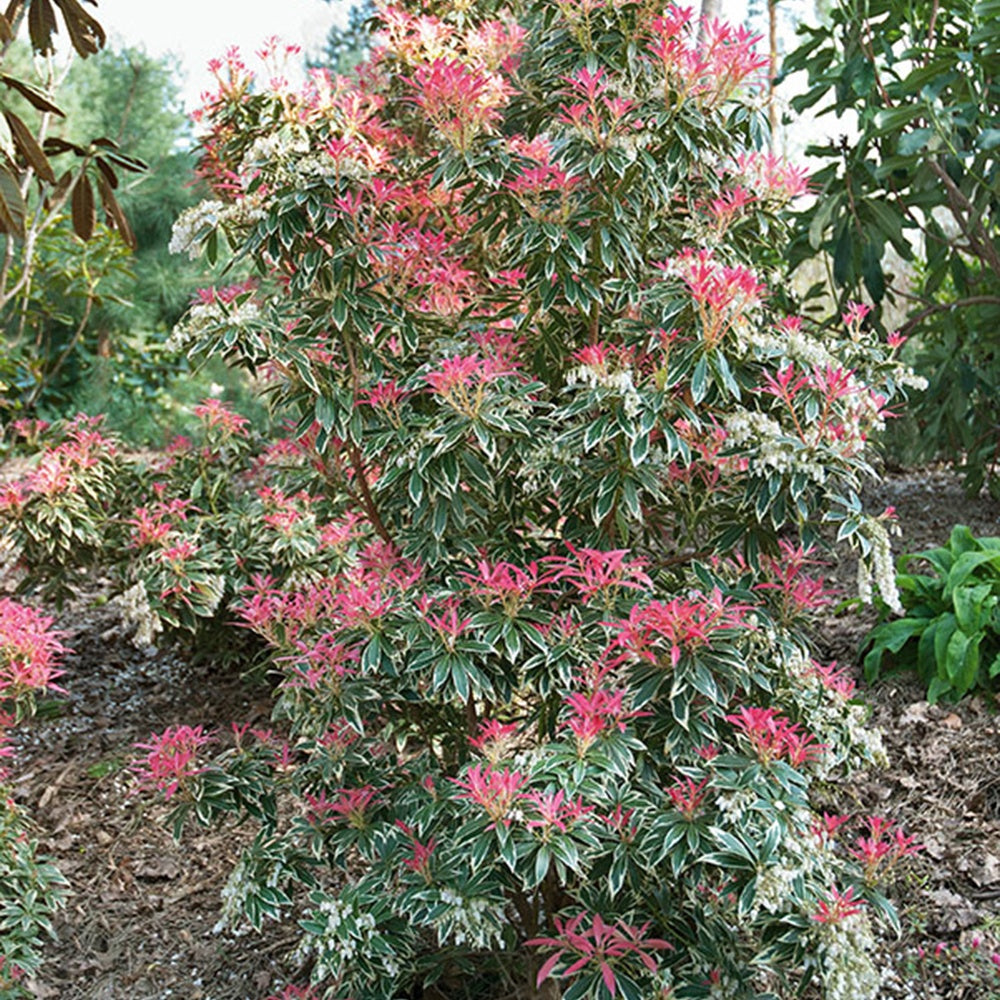 Andromède Flaming Silver - Pieris 'flaming silver' - Plantes