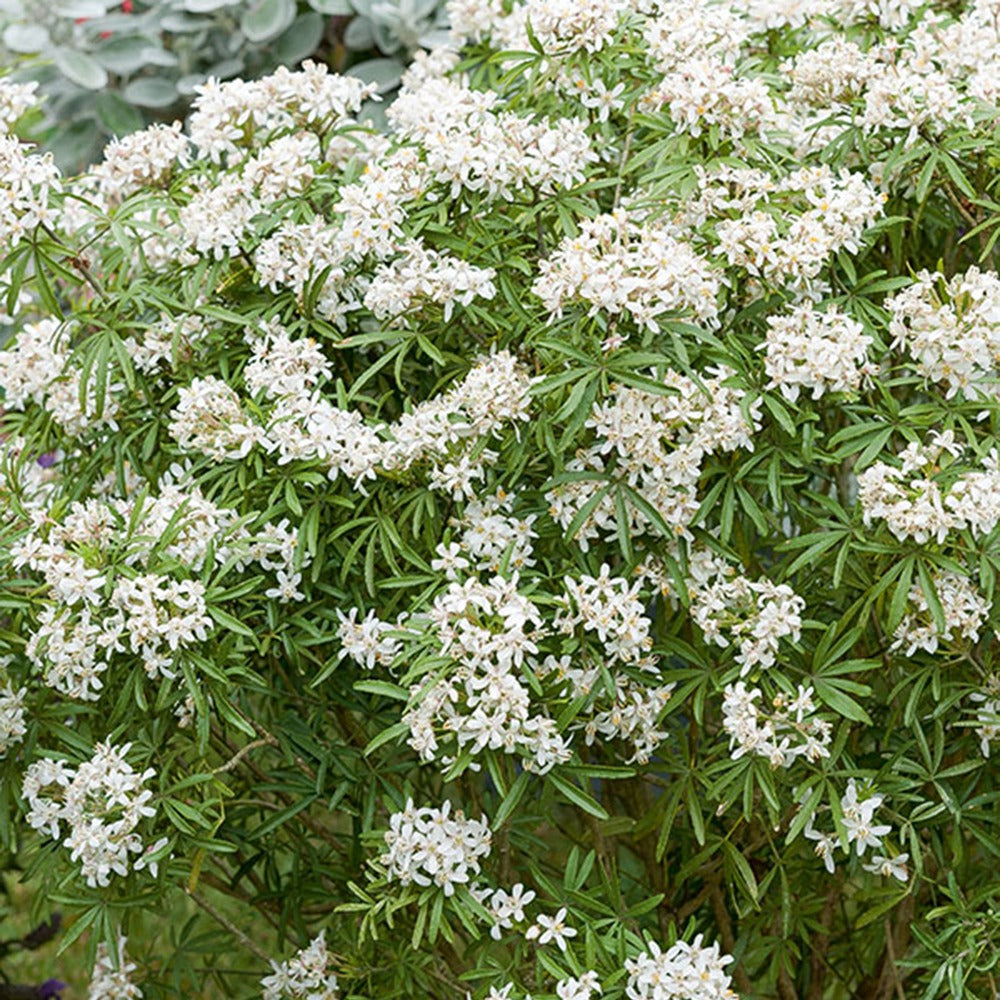 Oranger du Mexique White Dazzler