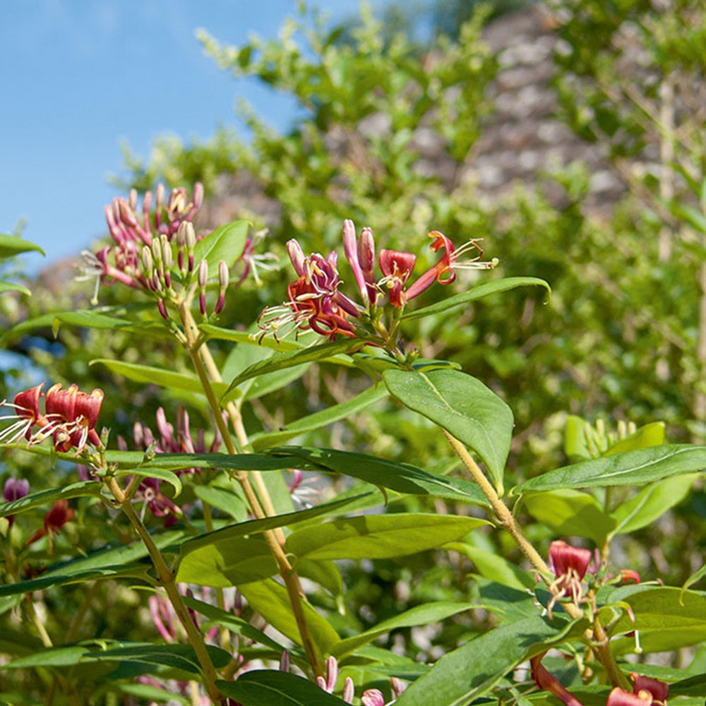 Chèvrefeuille grimpant de Henry - Lonicera henryi - Plantes