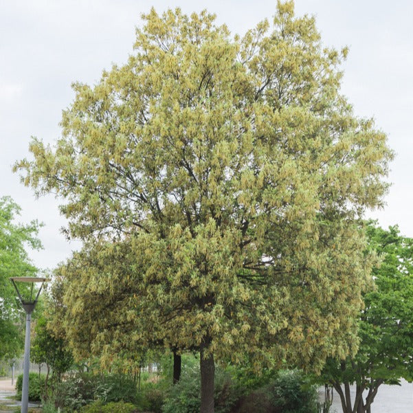 Chêne vert - Quercus ilex