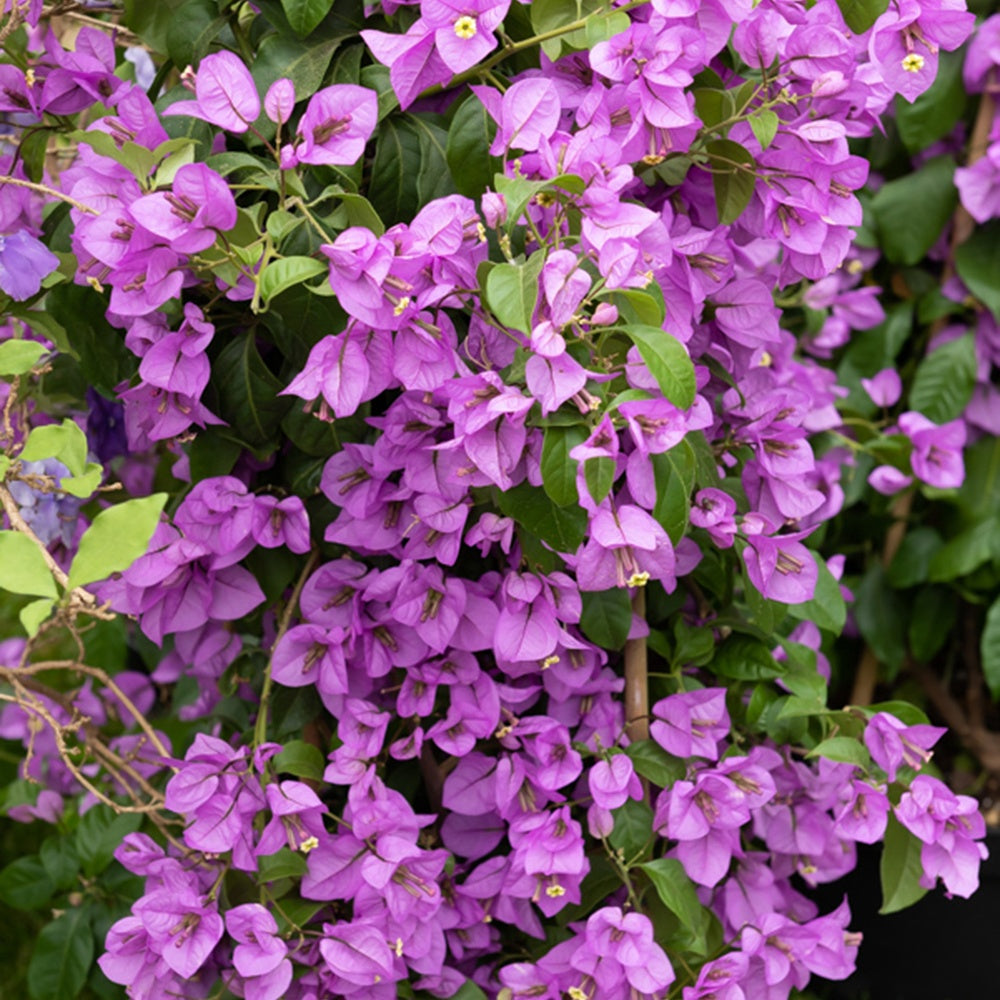 Bougainvillier Violet - Bougainvillea purple - Willemse