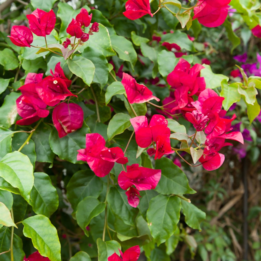 Bougainvillier Rouge - Bougainvillea red - Willemse