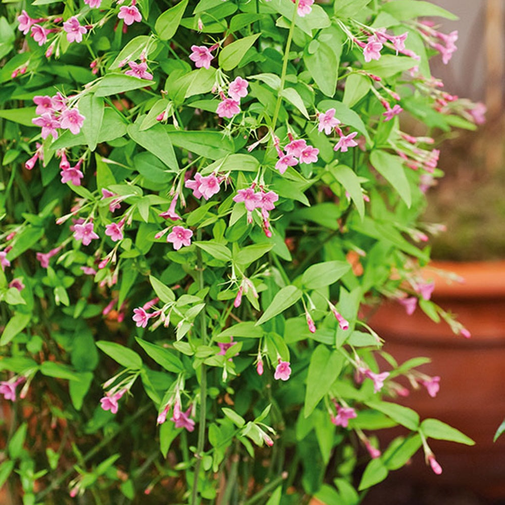 Jasmin rose - Jasminum beesianum - Plantes grimpantes