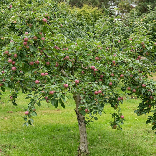 Pommier Melrose - Malus domestica melrose - Willemse