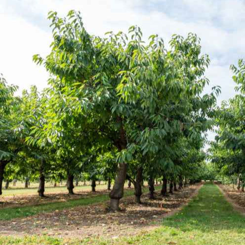 Cerisier Bigareau Van - Prunus avium bigareau van - Plantes