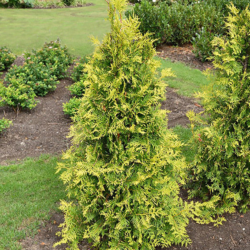 Thuya d'Occident Golden Smaragd - Thuja occidentalis golden smaragd - Plantes