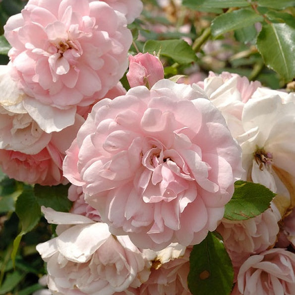 Rosier Bonica 82® - Rosa Bonica 82 ® - Willemse