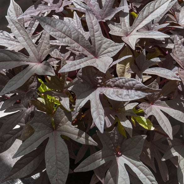 3 Ipomées Sweet Caroline Purple - Ipomoea batatas 'sweet caroline purple' - Plantes