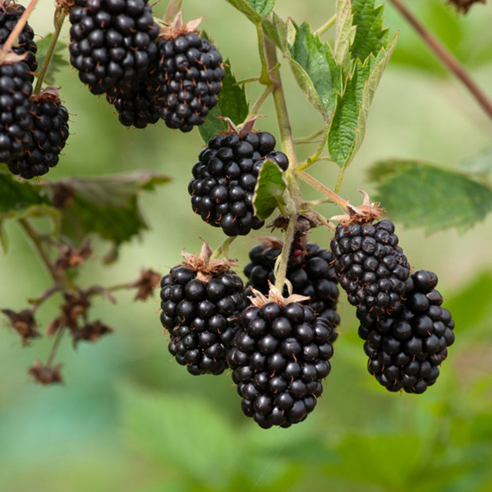 Mûre Loch Ness - Rubus fruticosus 'loch ness'® - Plantes